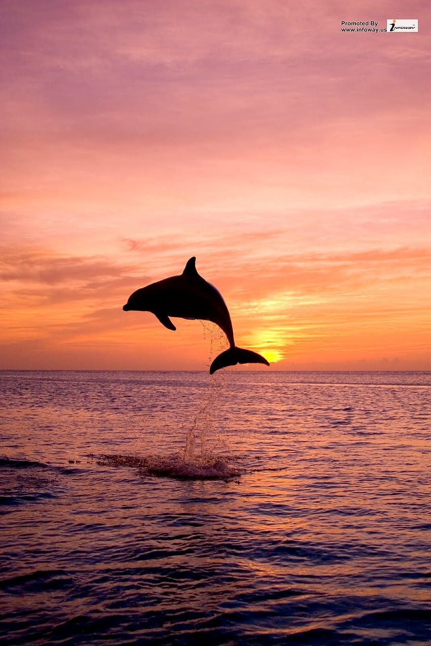 Sunset Dolphin HD phone wallpaper