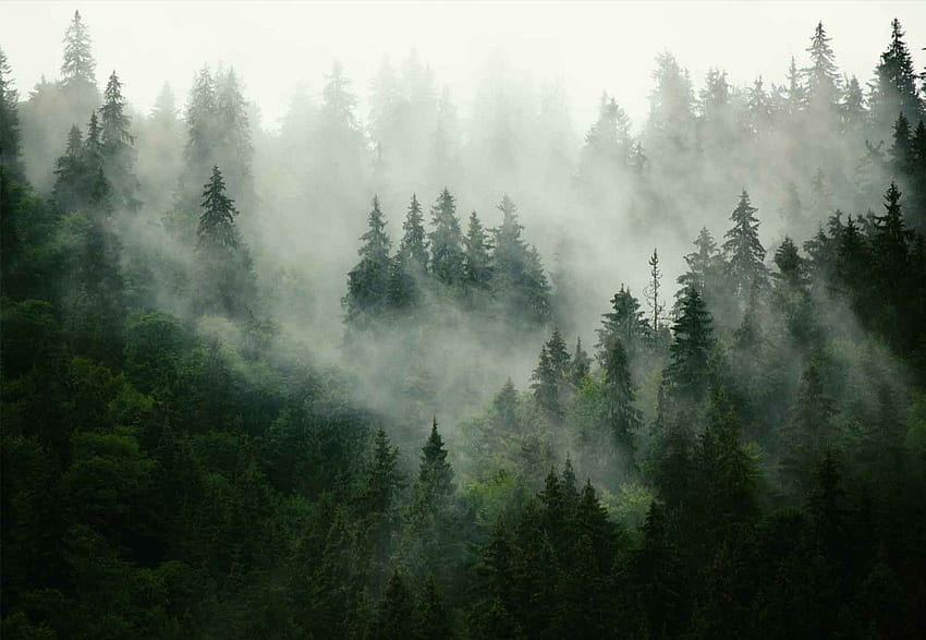 High Resolution Misty Forest -, Foggy Forest HD wallpaper