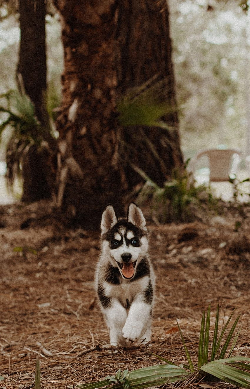shallow focus graphy of white and black Siberian husky HD phone wallpaper