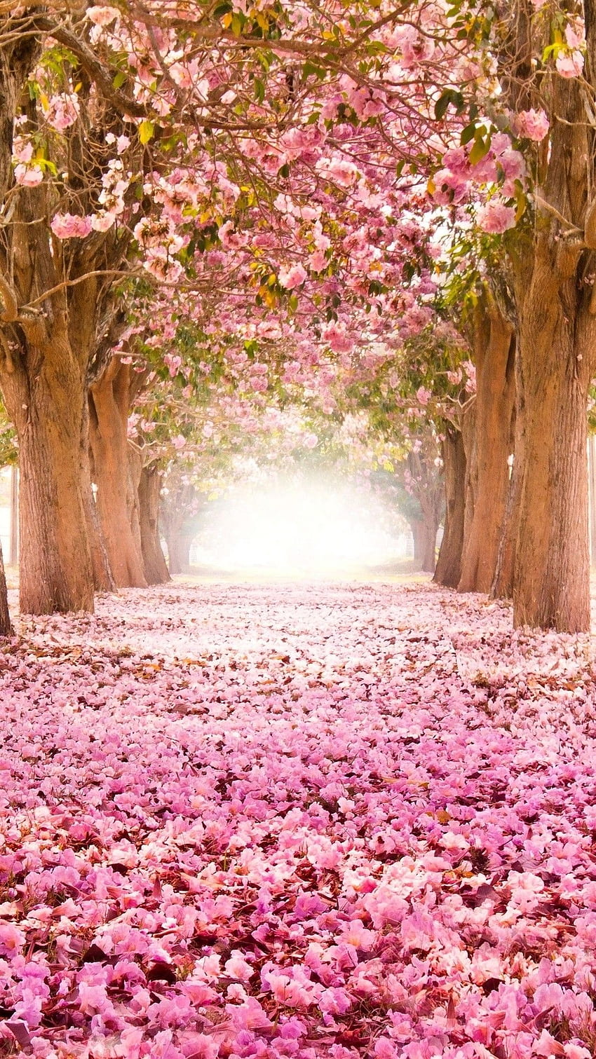 Flor de cerejeira rosa, primavera na Coreia Papel de parede de celular HD