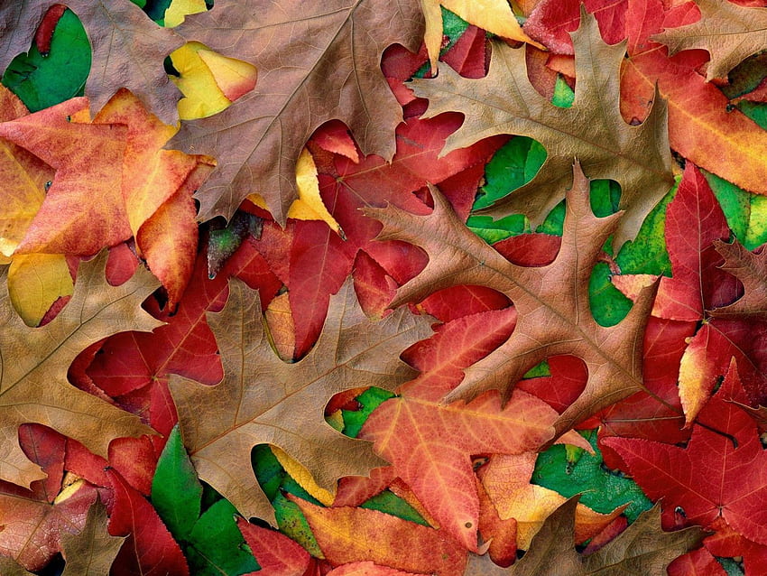 Natura, jesień, liście, kolory, kolor, farby, odcienie Tapeta HD
