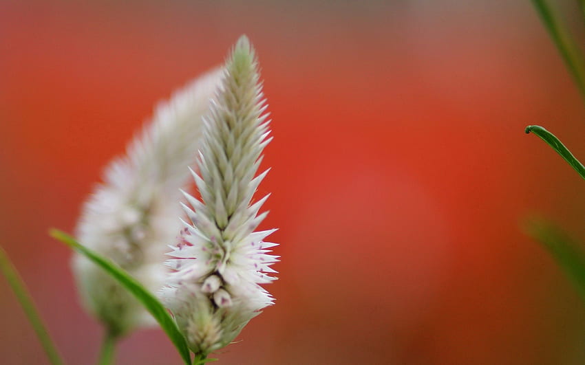 Hintergrund, Blume, Pflanze, Makro, Unschärfe, glatt HD-Hintergrundbild
