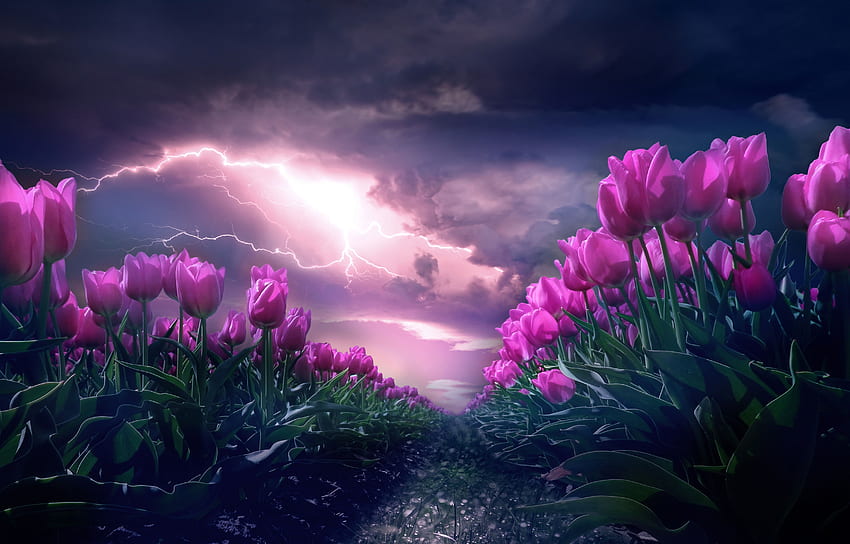 Pink flowers , Path, Thunderstorm, Dark Sky, , Flowers HD wallpaper