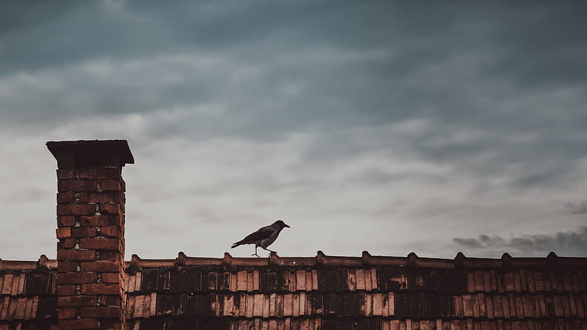 Animals, Bird, Roof, Magpie HD wallpaper