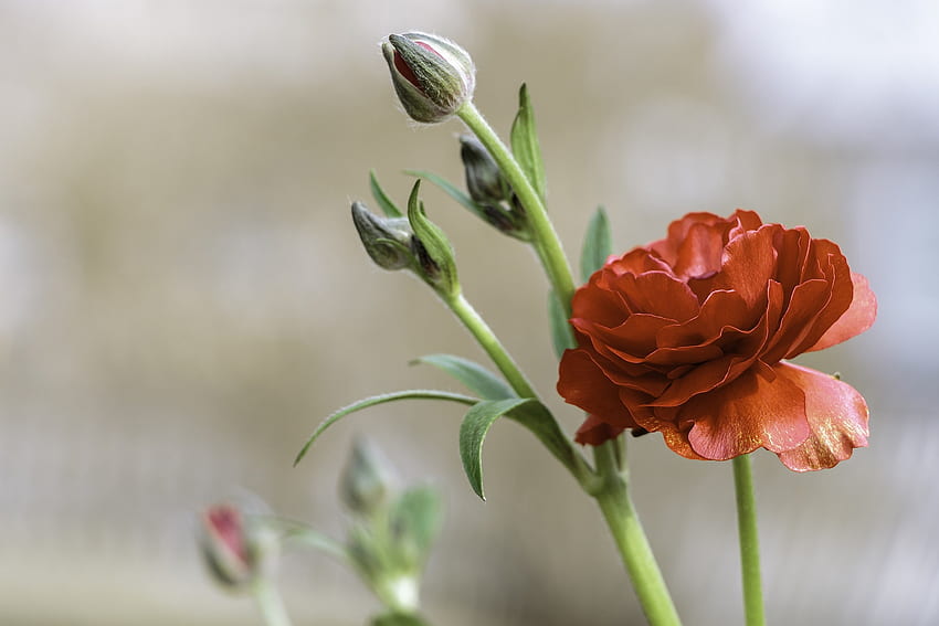 Ranunculus, цветя, макро, пъпки, червено HD тапет