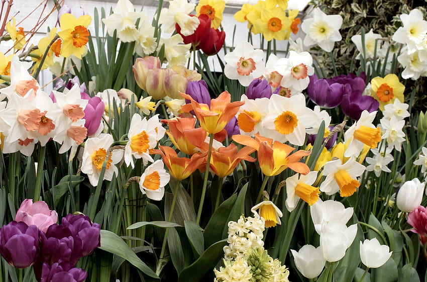 Blumen, Tulpen, Narzissen, Hyazinthen, Blumenbeet, Blumenbeet, viele, Vielzahl HD-Hintergrundbild
