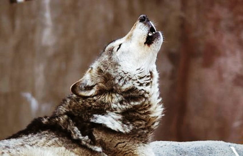 Lobo aullando, aullando, lobos, animales, perros, naturaleza, lobo fondo de  pantalla | Pxfuel