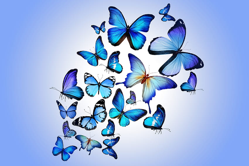 나비, 예술, 여러 가지 빛깔의, 가지각색의, , 잘 생긴, 아름답다 HD 월페이퍼