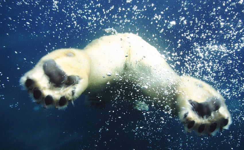 niedźwiedź polarny pływanie, polarny, woda, łapy, niedźwiedź Tapeta HD