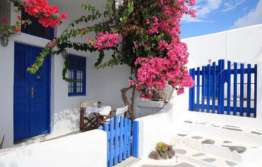 Flowers, gate, Santorini, Greece, House, wicket, Flowers, Santorini, Greece, Yard, bougainvillea for , section город -, Bougainvellia HD wallpaper