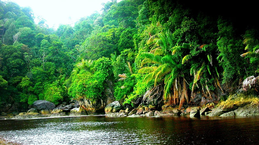Amazon River and Background - of Amazon River, Amazonas HD wallpaper