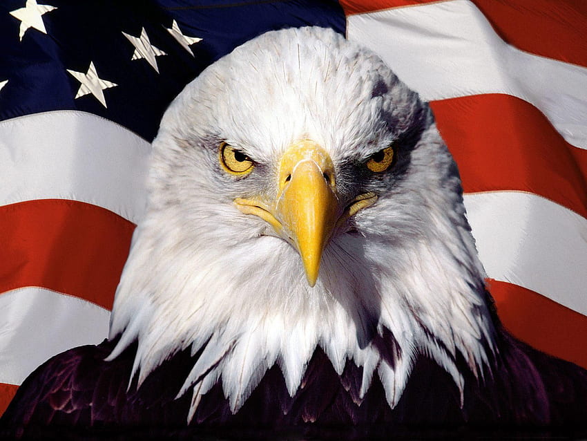 Aquila calva con la bandiera americana Sfondo HD