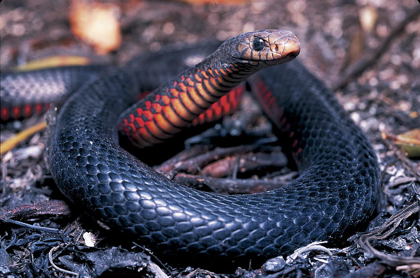 Red Bellied Black Snake , Animal, HQ Red Bellied Black Snake . 2019 HD wallpaper