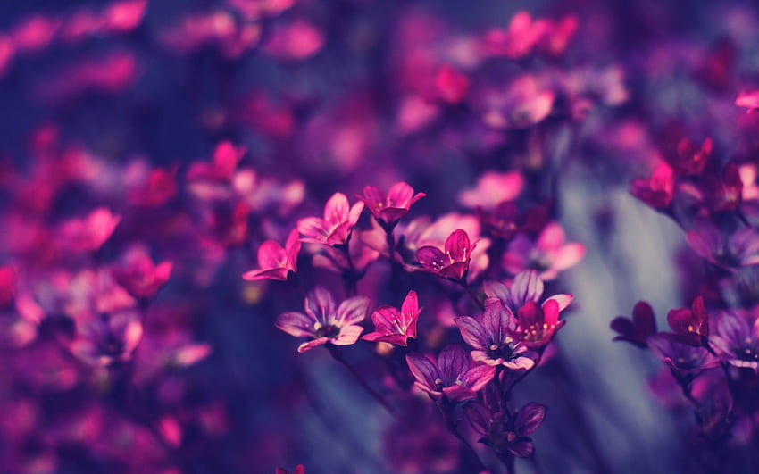 de flores Tumblr impresionante, Purple Flower Laptop fondo de pantalla