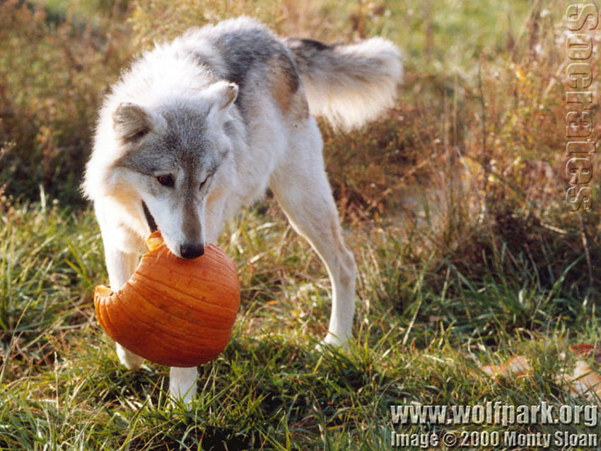 HALLOWEEN, wolves, pumpkin, nature, grey wolf HD wallpaper