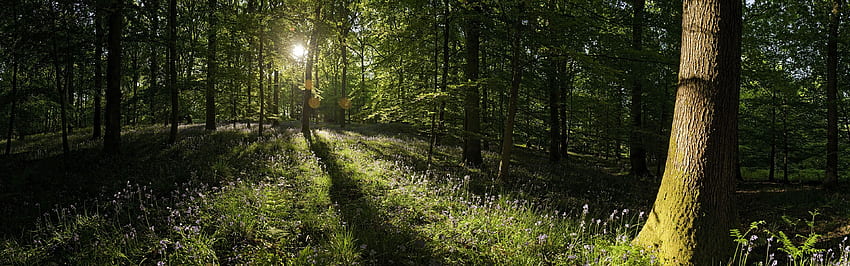 forests panorama sunlight trees wildflowers /. Beautiful forest, Scenery,, Panoramic Forest HD wallpaper