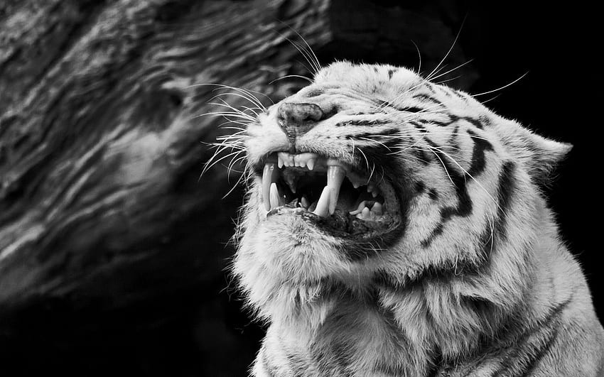 White Tiger Full and Background, Hipster Tiger HD wallpaper