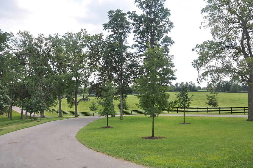 Estrada sinuosa em uma fazenda de cavalos, estrada, verde, tranquila, pacífica papel de parede HD