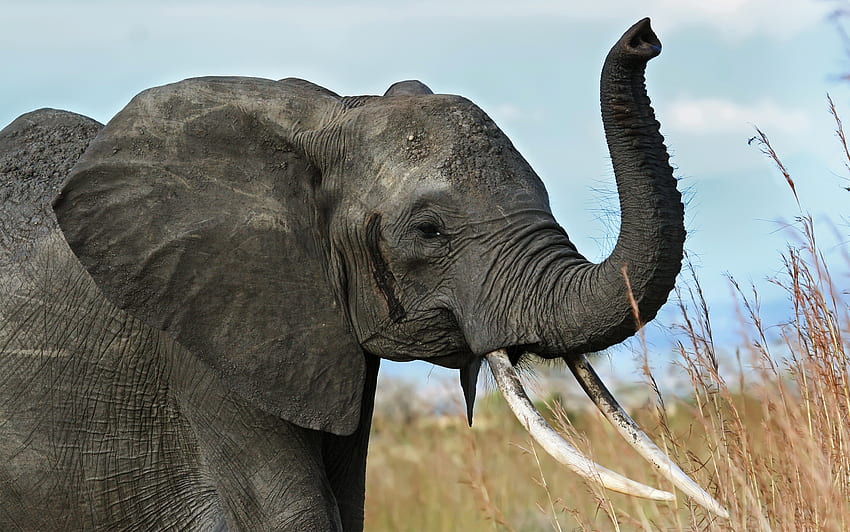 Tiere, Savanne, Elefant, Afrika, Rüssel, Stoßzähne HD-Hintergrundbild