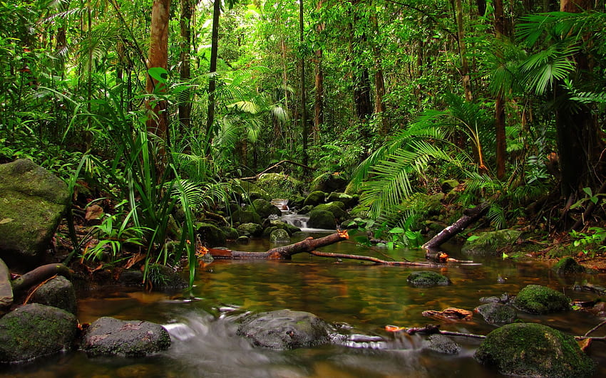 beautiful rainforest - HD wallpaper