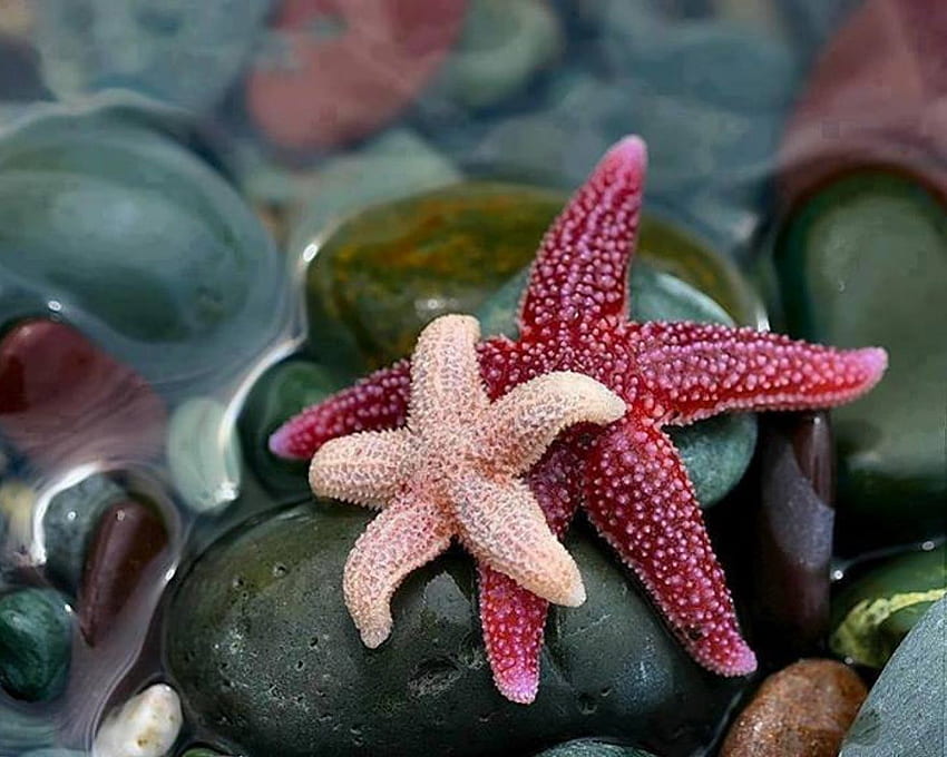 Starfishes, starfish, pink, red, beautiful, water, rocks, stones HD wallpaper