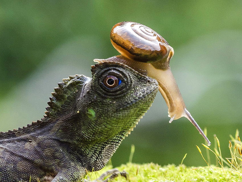 Hello!, green, funny, reptile, snail, lizard HD wallpaper