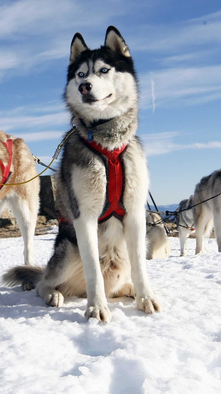 Husky Dog Alaska Snow iPhone 8 . Husky dogs, Dogs, Husky, Ugly Dogs HD phone wallpaper