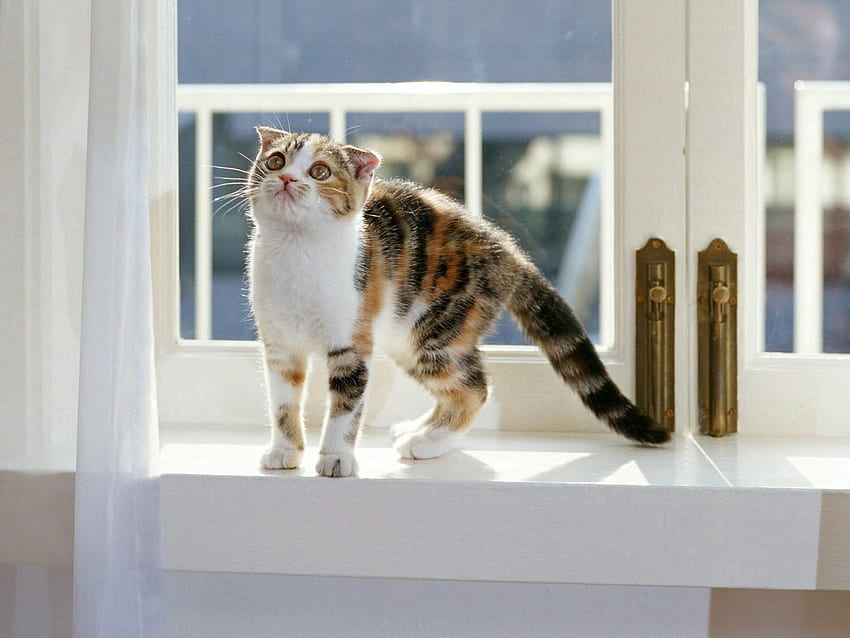 Animals, Sit, Kitty, Kitten, Window Sill, Windowsill HD wallpaper