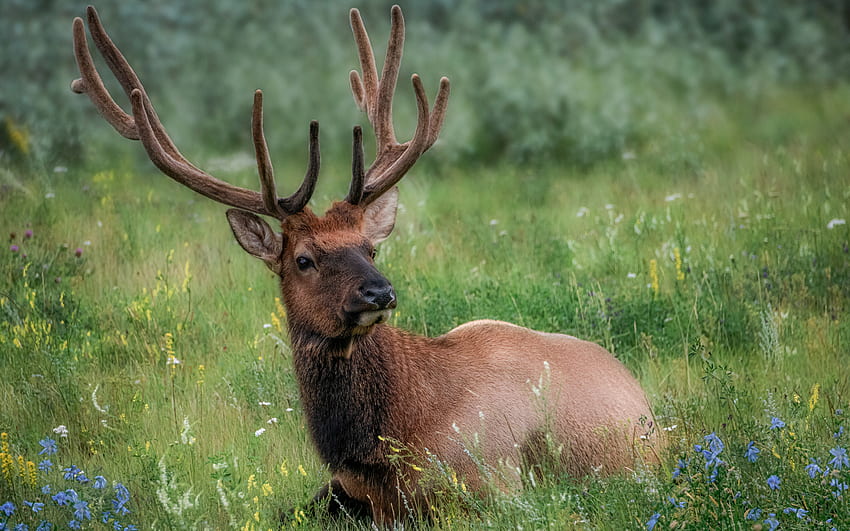 Deer, animal, antlers, buck HD wallpaper