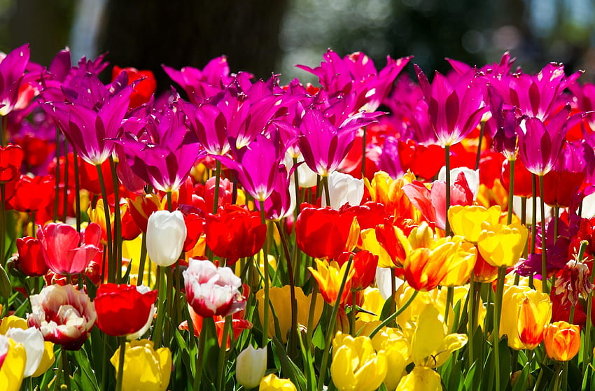 flores, tulipanes, macizo de flores, macizo de flores, diferentes, soleado fondo de pantalla