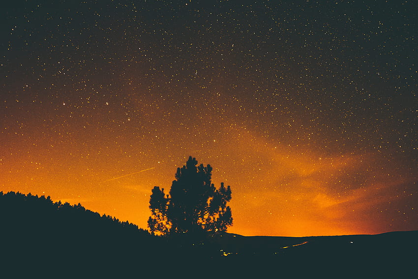 Sky, Stars, Night, Dark, Wood, Tree HD wallpaper