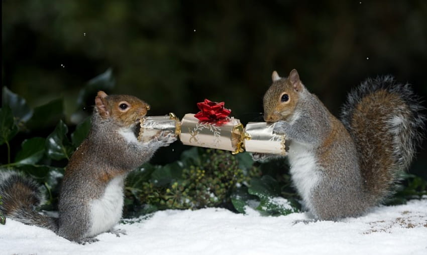 Wiewiórki Boże Narodzenie, Zwierzęta, Prezenty, Boże Narodzenie, Wiewiórki, Śnieg Tapeta HD