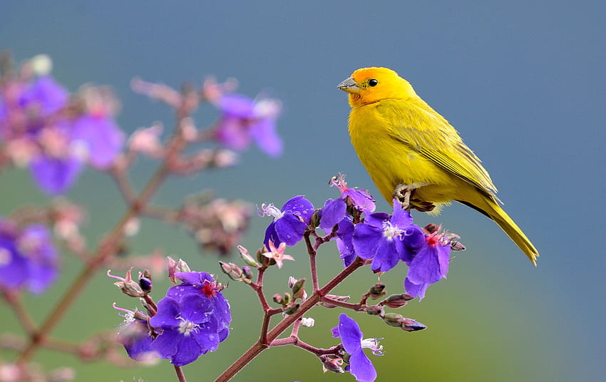 Selective Focus Of Yellow Bird On Purple Flower, Saffron - Canary HD wallpaper