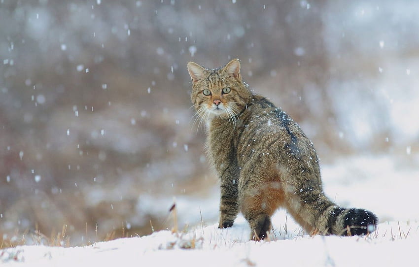 winter, cat, snow, cats, nature, tail, snowfall, wild, forest, wildcat, European wild cat for , section кошки HD wallpaper