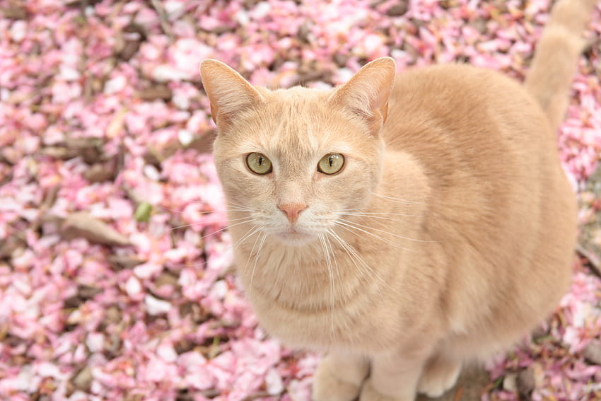 Animals, Cat, Petals, Blur, Smooth, Redhead HD wallpaper