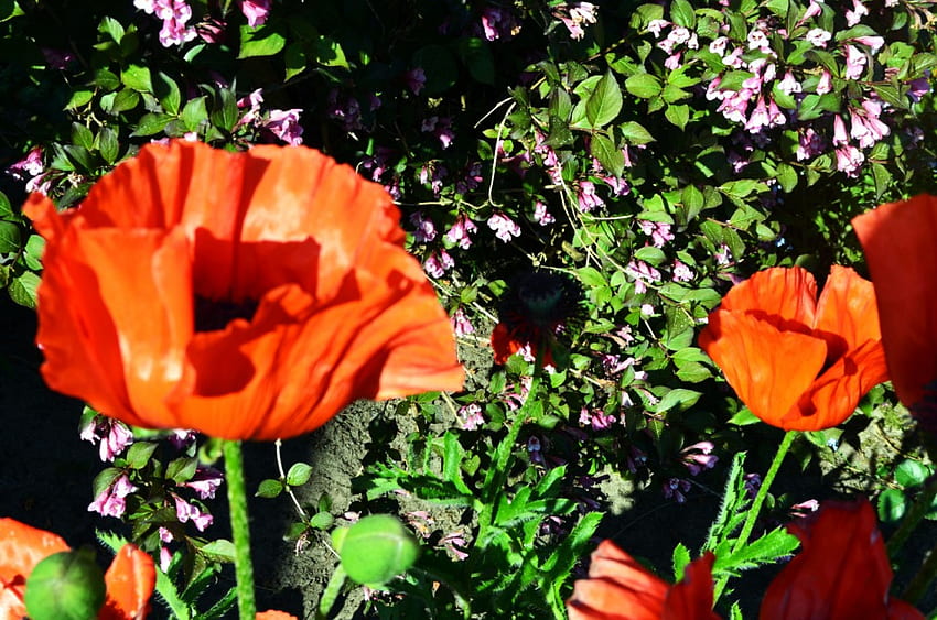 Mohnblumen, türkisch, groß, rot, Blüten HD-Hintergrundbild