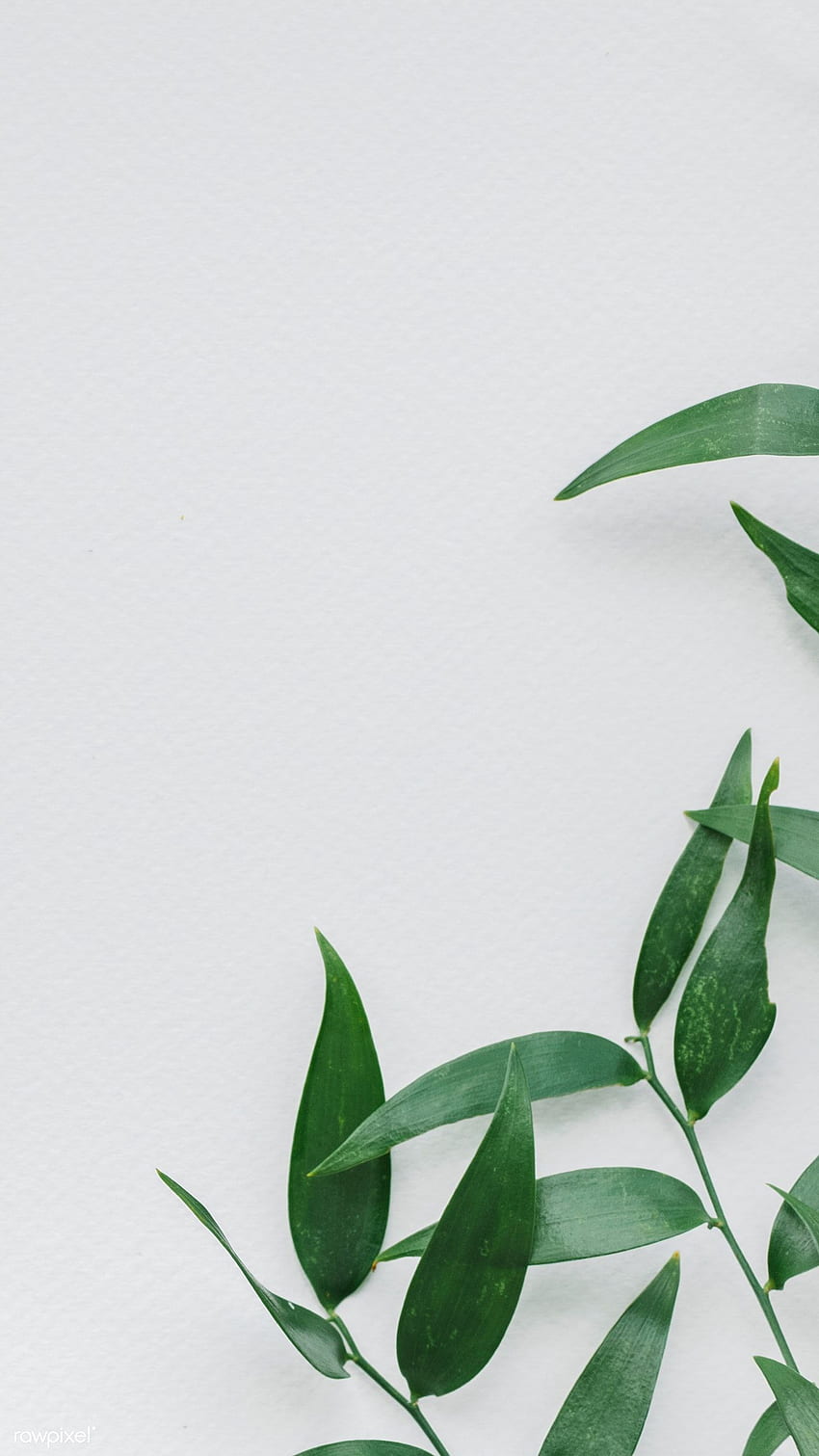 Prämie von grünen Blattzweigen an einer weißen Wand 1207858 im Jahr 2020. Blätter iphone, grünes Blatt, Pflanze, Pastellblatt HD-Handy-Hintergrundbild
