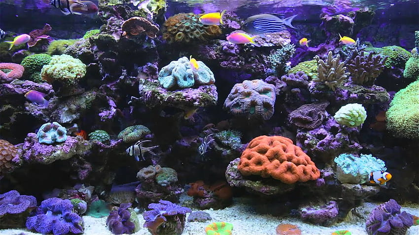 ؅-★-★ AMAZING Marine Aquarium Screensaver ★-★-★ HD wallpaper