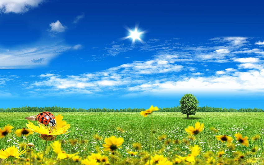 · 갤러리 · 컴퓨터 · 녹색 여름 초원. 배경. 풍경 , 아름다운 여름 , 세계 , Scenic Summer HD 월페이퍼