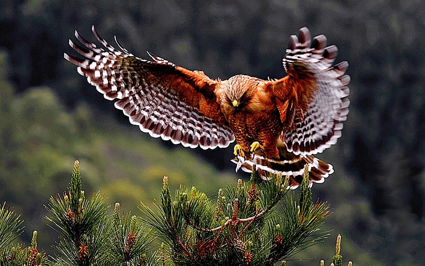 Hawk, animal, wings, bird HD wallpaper