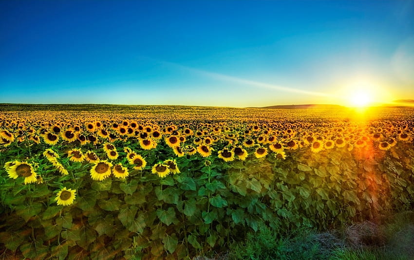 Sharp Sunshine Sunflower Field . Sharp Sunshine HD wallpaper