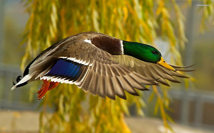 Magnificent : Duck Flying , Amazing Duck Flying HD wallpaper