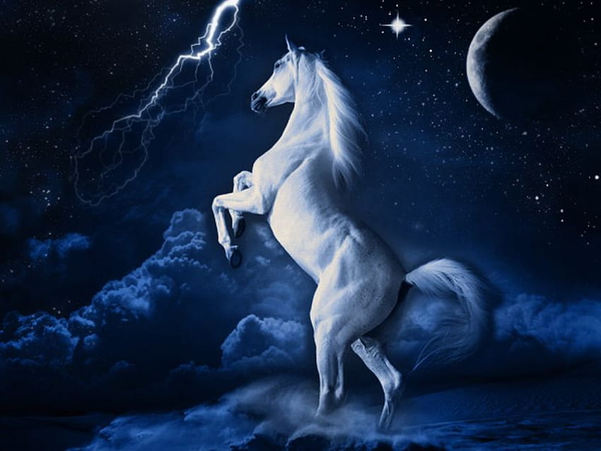 White Horse, horse, white, beautiful HD wallpaper