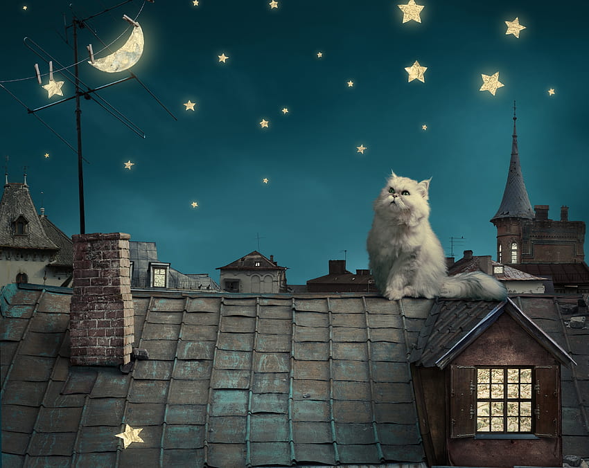 Animals, Fantasy, Houses, Sky, Stars, Night, Moon, Fairy Tale, Kitty, Kitten, Roof, Roofs, Story, Persian White Cat HD wallpaper