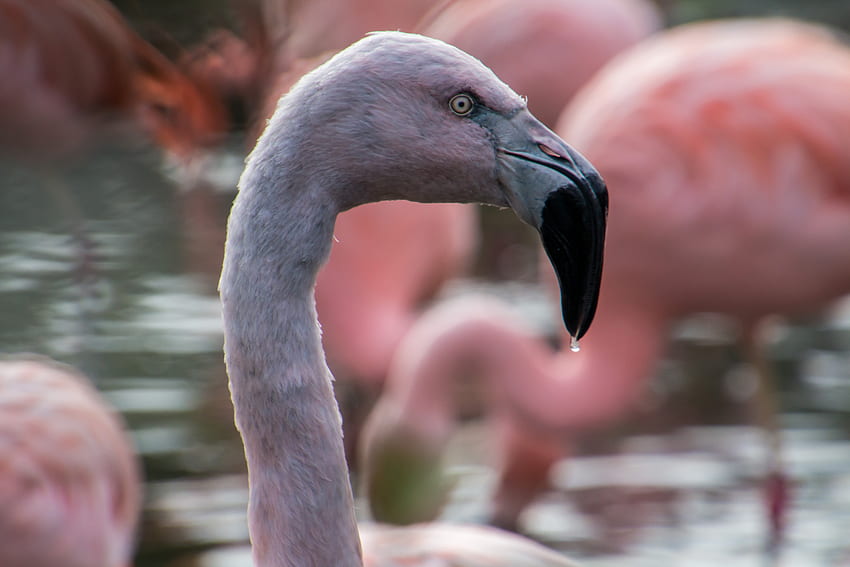 Animals, Flamingo, Bird, Beak HD wallpaper