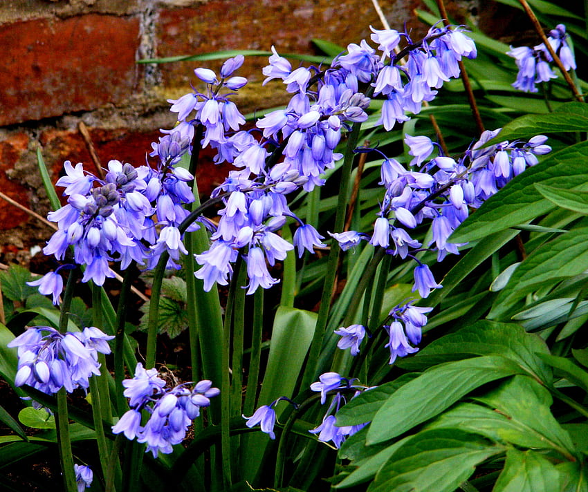bluebells, 파랑, 벽, 잎, 꽃 HD 월페이퍼