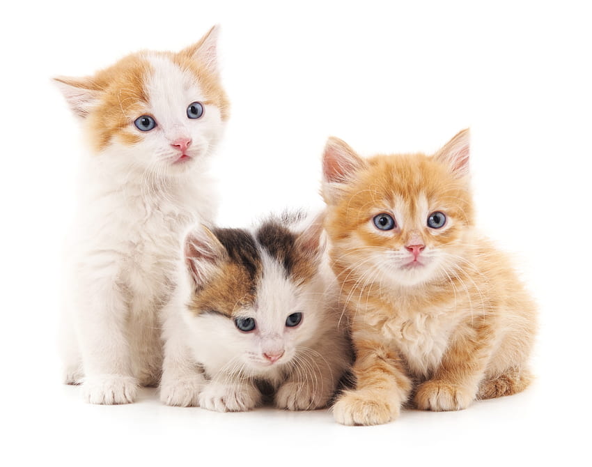 gatinhos, animal, gatinho, pisici, gato, trio papel de parede HD