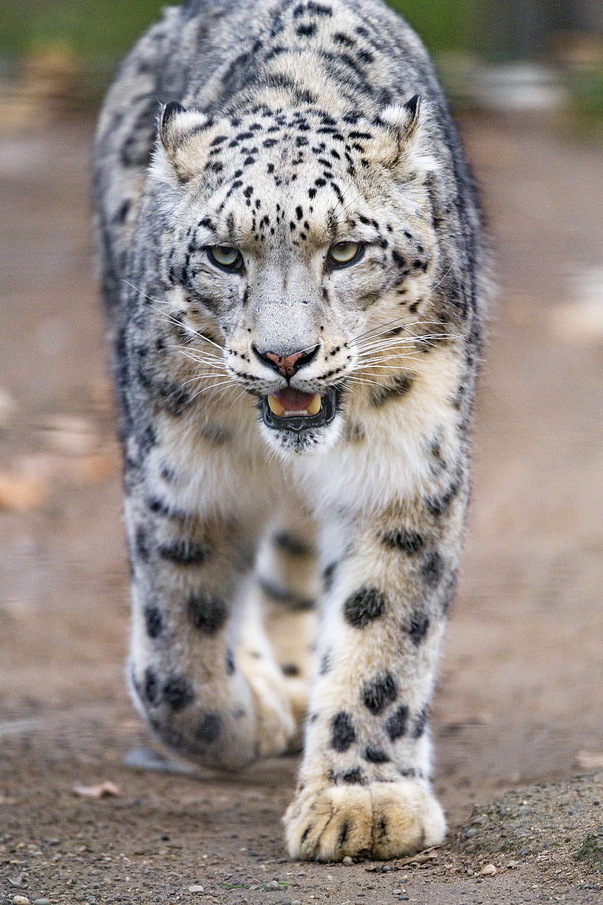 Животни, снежен леопард, хищник, голяма котка, зъби, лапи HD тапет за телефон