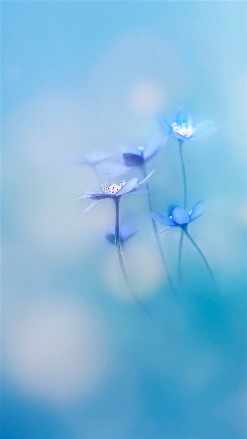 Simple Little Flowers Bokeh Blury HD phone wallpaper