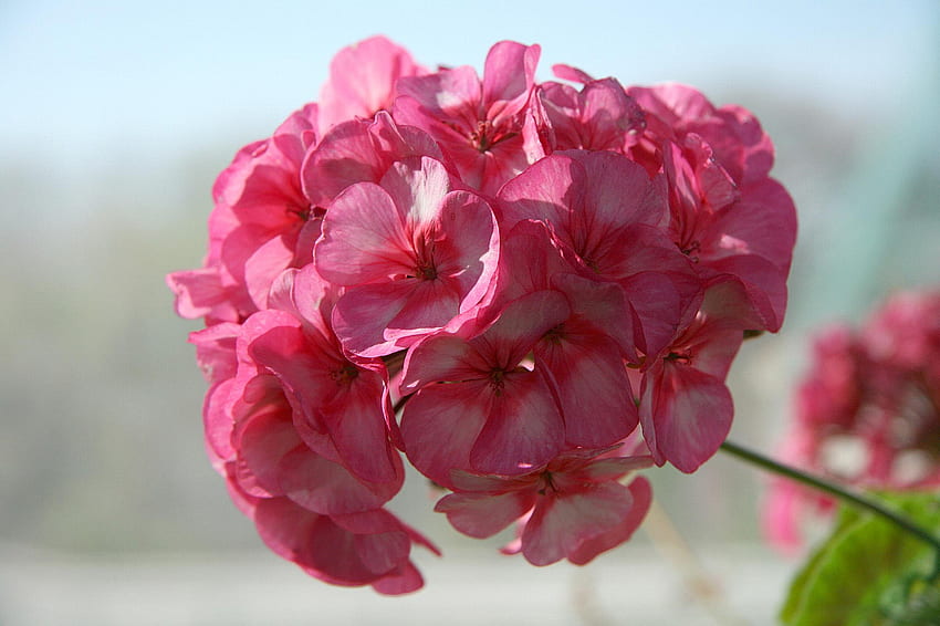 różowy letni kwiat, lato, różowy, kwiat Tapeta HD
